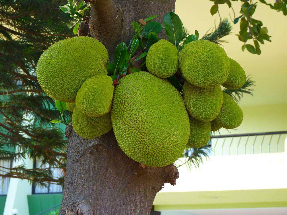 nangka (pixabay.com/LoggaWiggler)