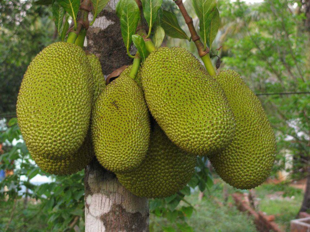 nangka (pixabay.com/vasanthkumar)