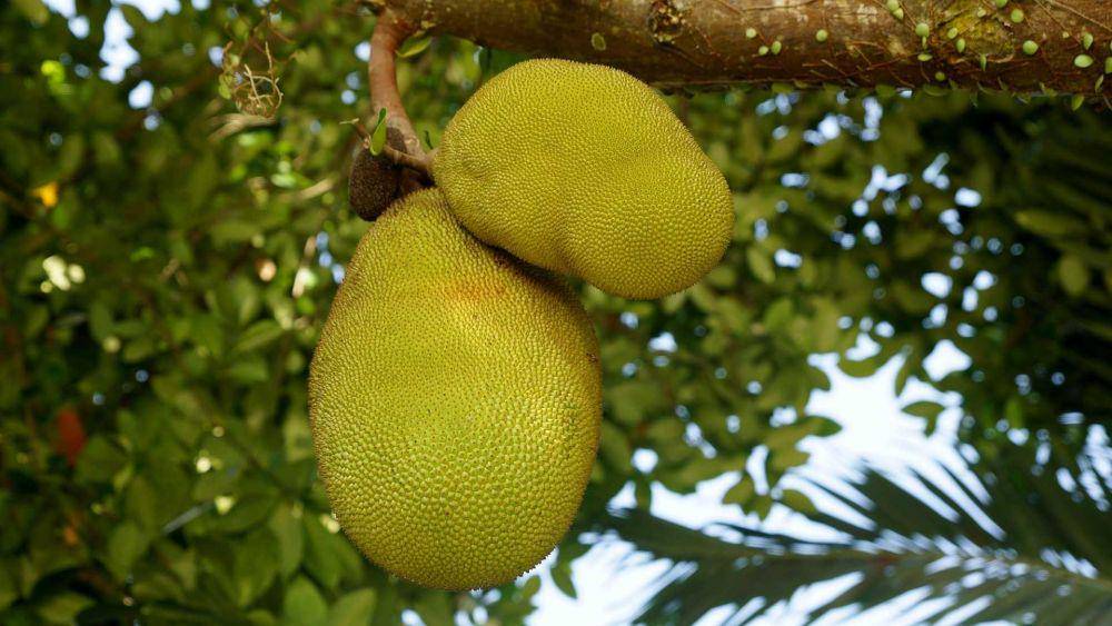 nangka (pixabay.com/lilimey)