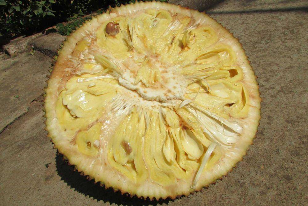 nangka (pixabay.com/Vijayanarasimha)