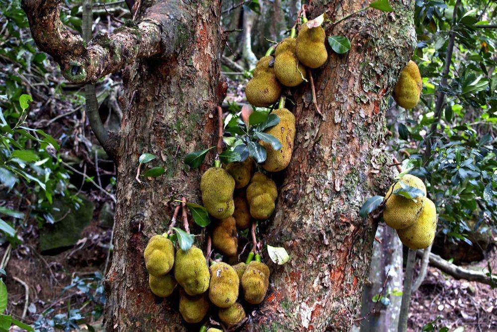 nangka (pixabay.com/ArtTower)