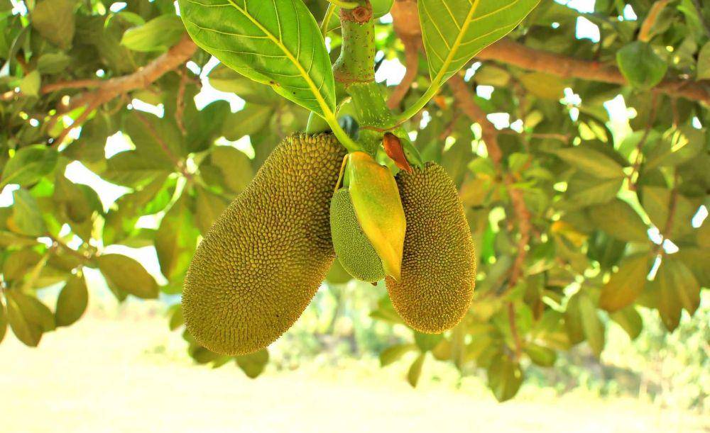 nangka (pixabay.com/nazruls_official)