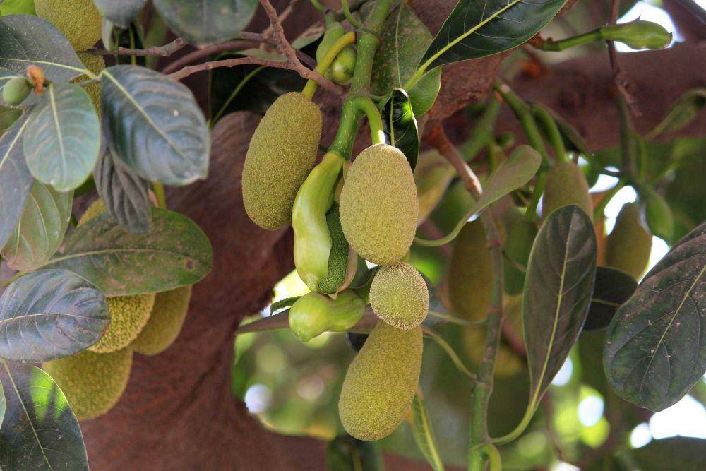 nangka (pixabay.com/sonamabcd)