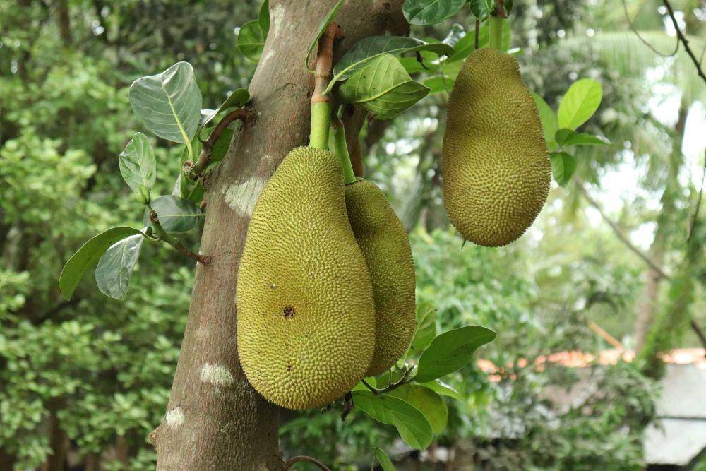 nangka (pixabay.com/rabackpro)