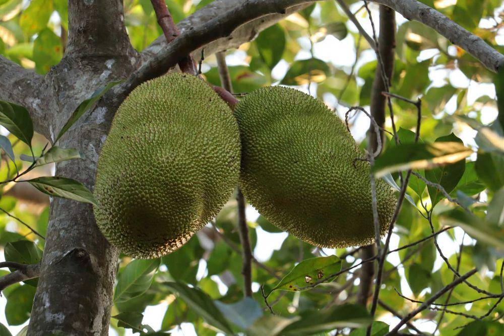 nangka (pixabay.com/ElenzaPhotograhy)