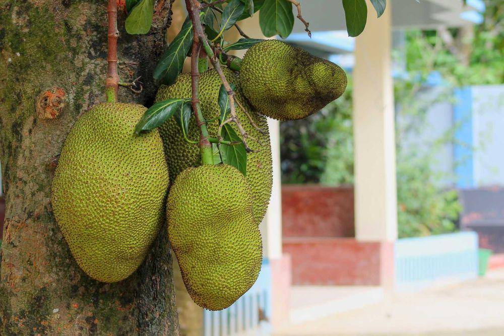 nangka (pixabay.com/sadekhusein)
