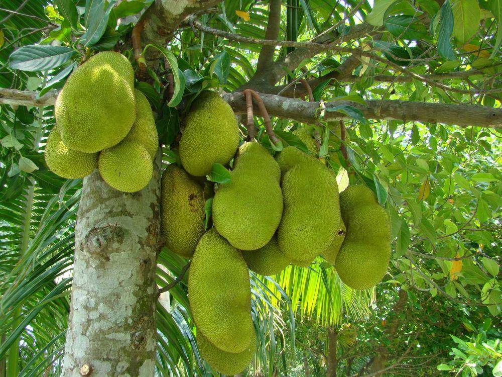 nangka (pixabay.com/allkitchenfaucets)