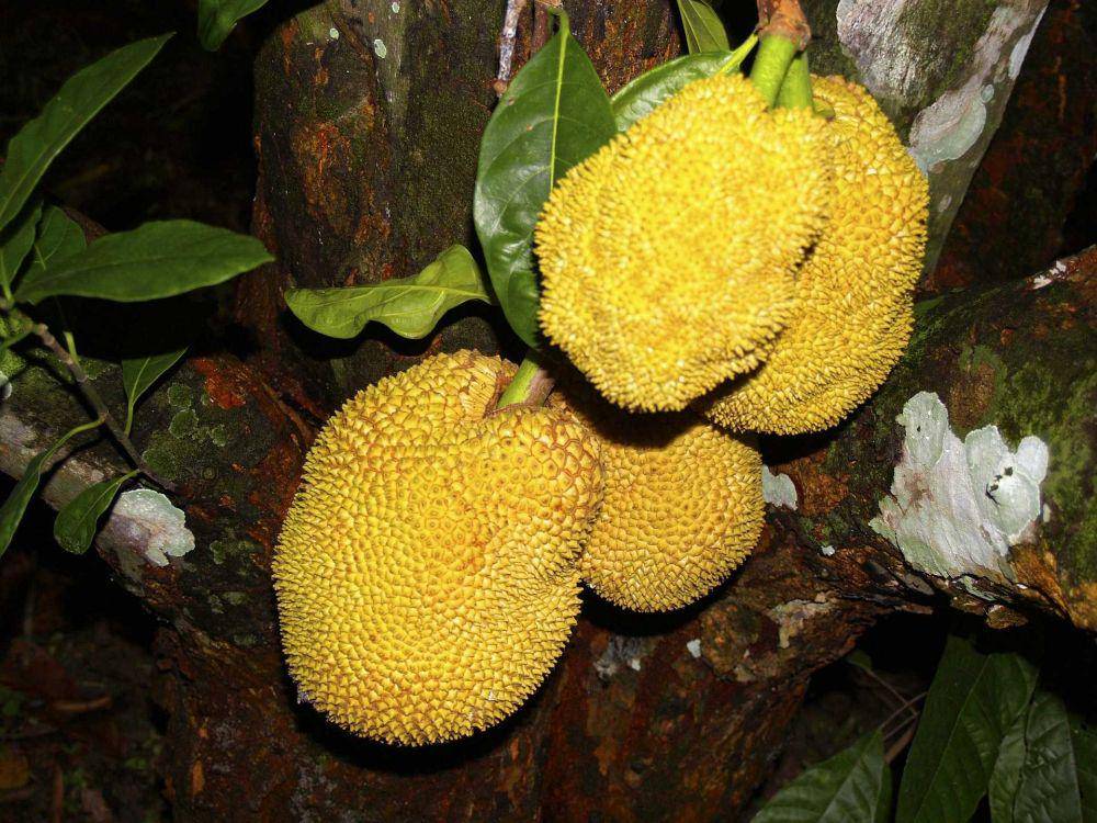 nangka (pixabay.com/ArtTower)