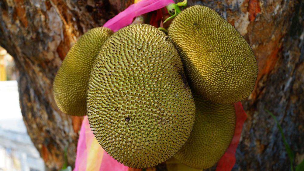 nangka (pixabay.com/naturepost)