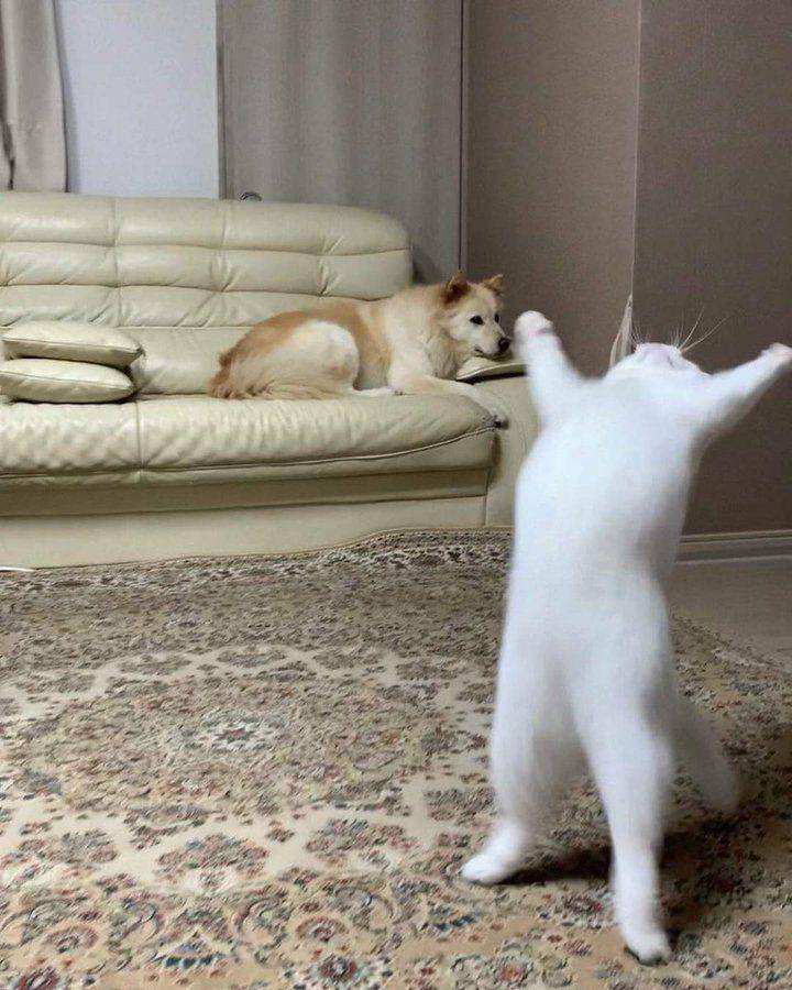 ekspresi kucing lucu lagi memohon (twitter.com/weirdlilguys)