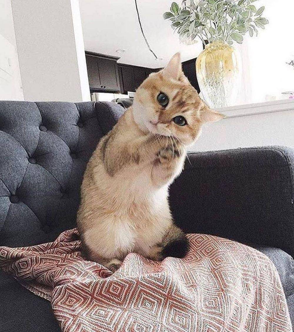 ekspresi kucing lucu lagi memohon (instagram.com/catloversklub)