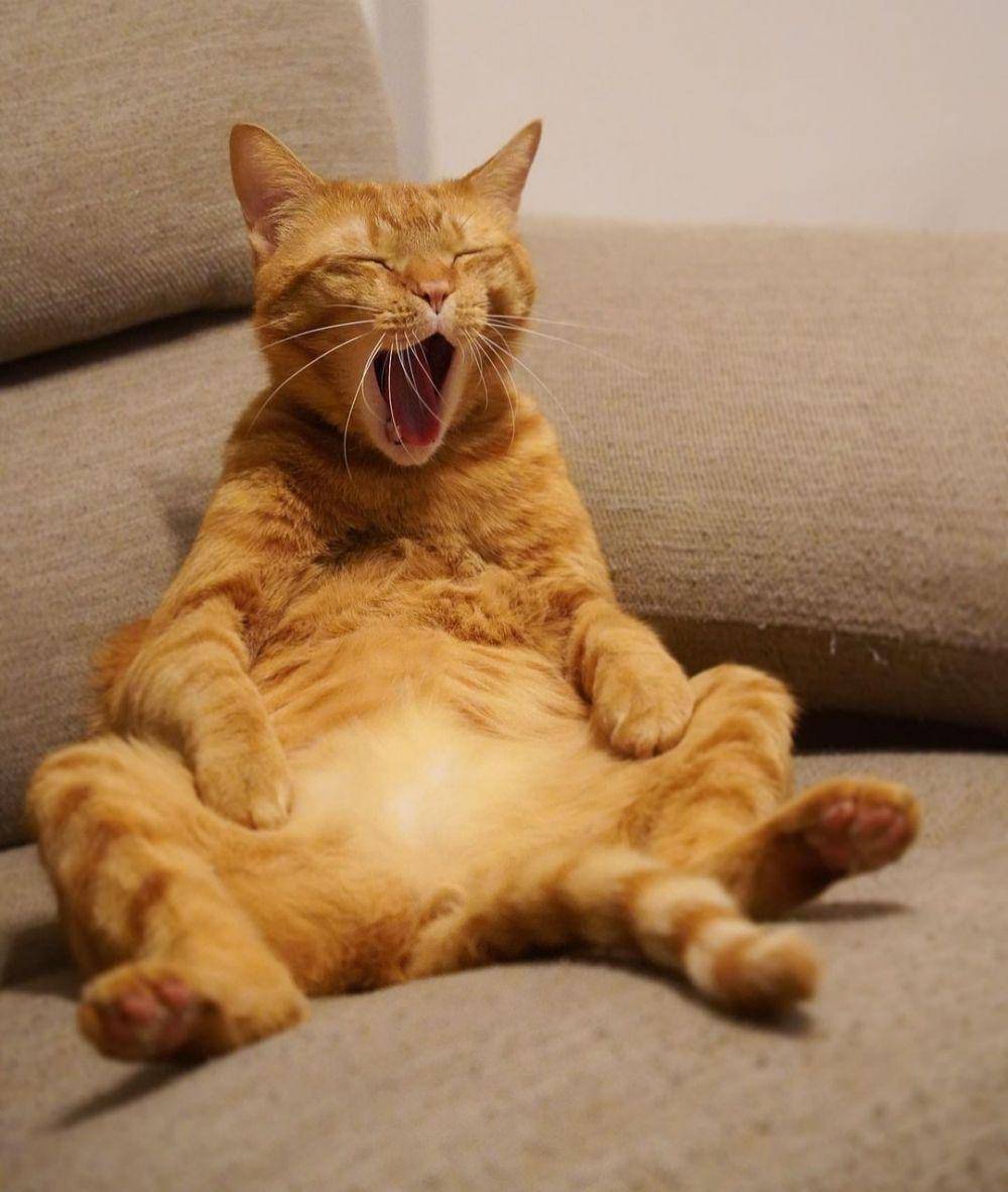 ekspresi kucing lucu lagi memohon (instagram.com/kojikoji_jikojiko)