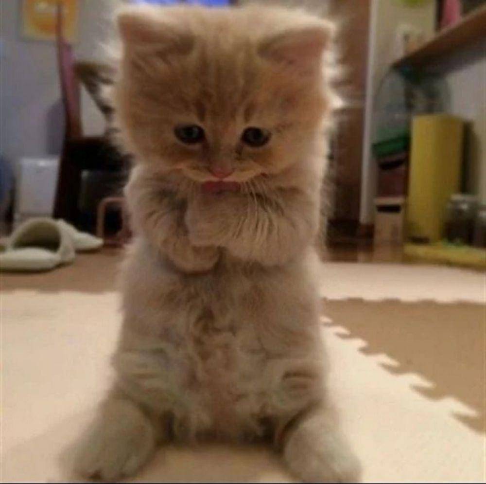 ekspresi kucing lucu lagi memohon (instagram.com/cat.cuute1)