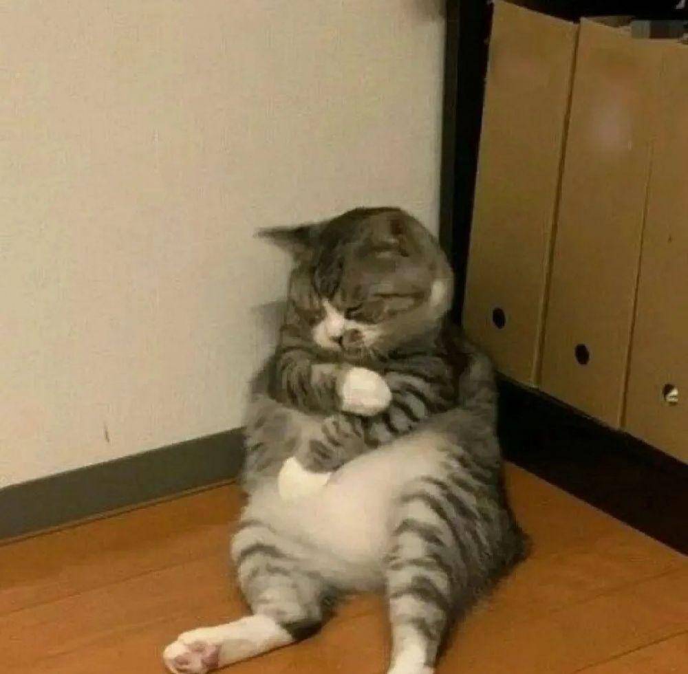 ekspresi kucing lucu lagi memohon (instagram.com/cutekitten.mine)
