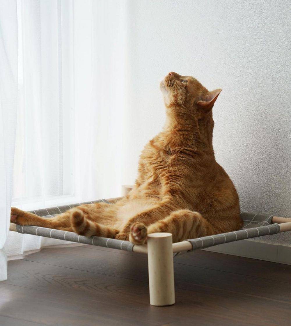ekspresi kucing lucu lagi memohon (instagram.com/kojikoji_jikojiko)