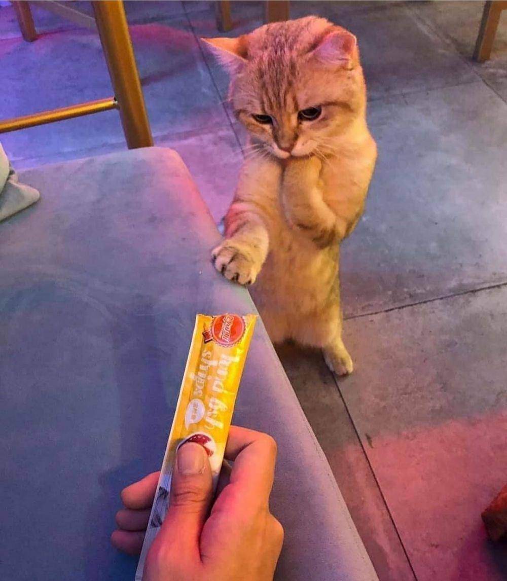 ekspresi kucing lucu lagi memohon (instagram.com/catloversklub)