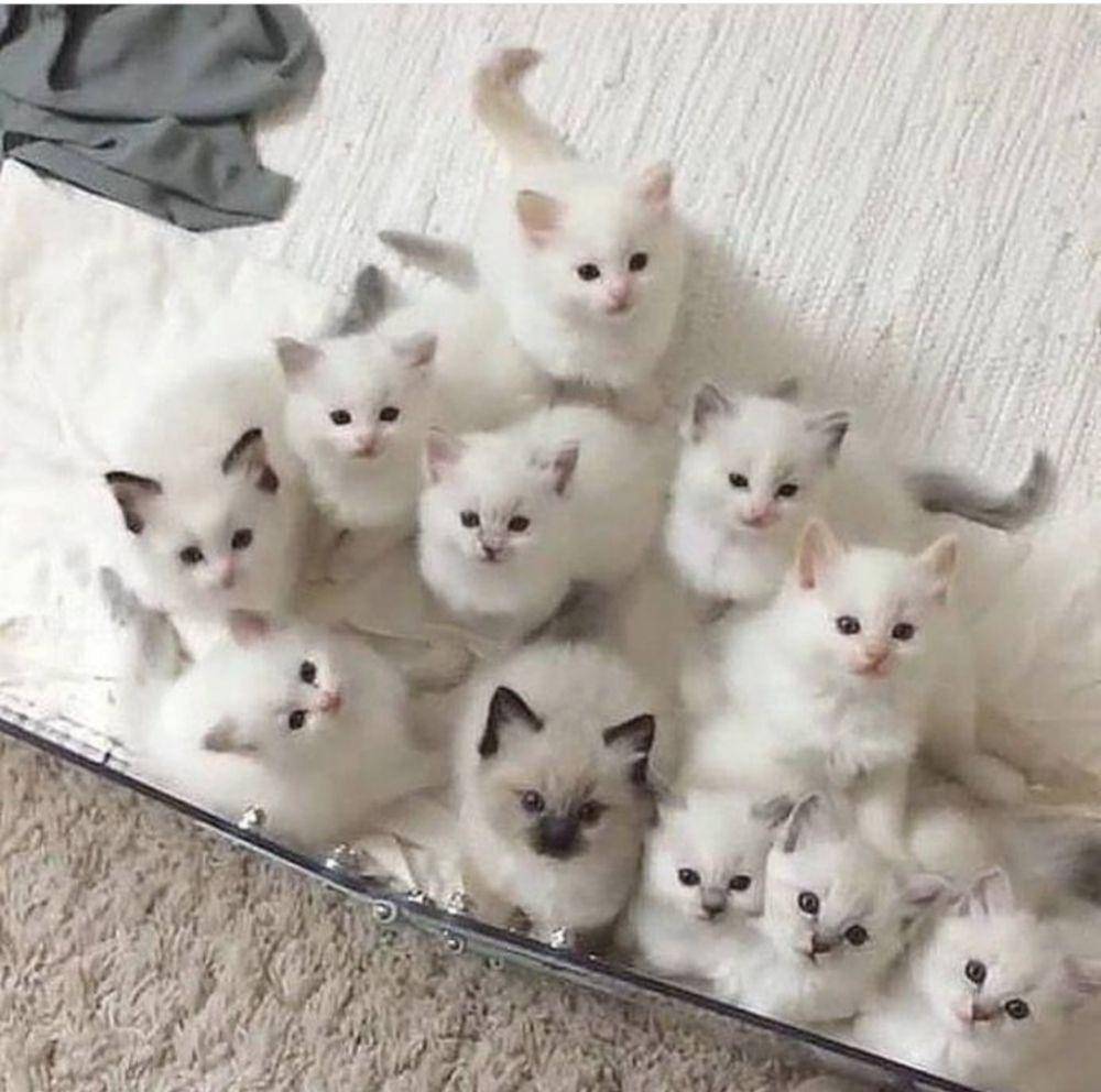ekspresi kucing lucu lagi memohon (instagram.com/catloversklub)