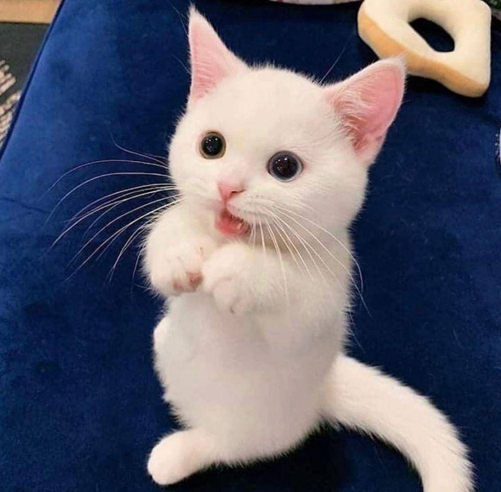 warna bulu kucing terunik (instagram.com/catloversklub)