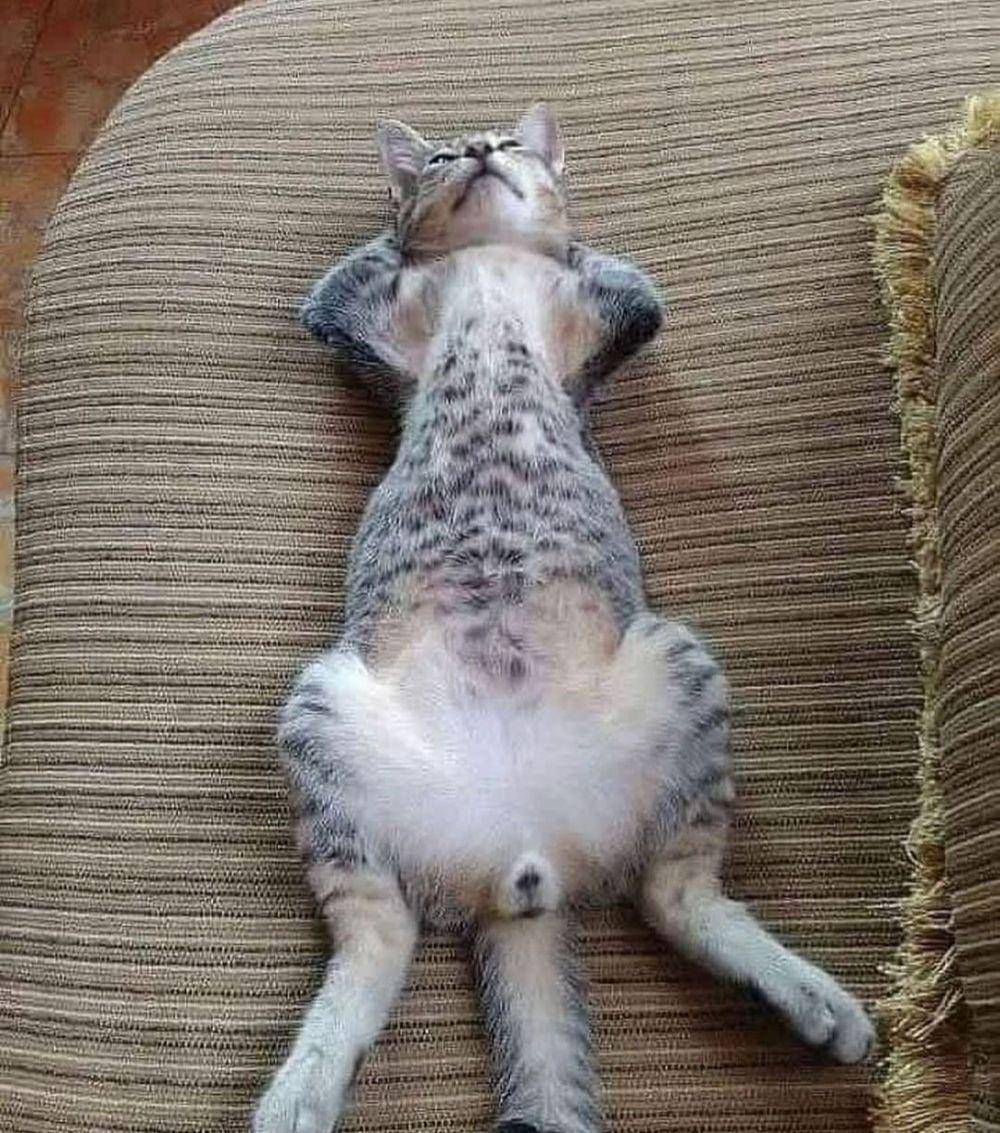 ekspresi kucing lucu lagi memohon (instagram.com/catloversklub)
