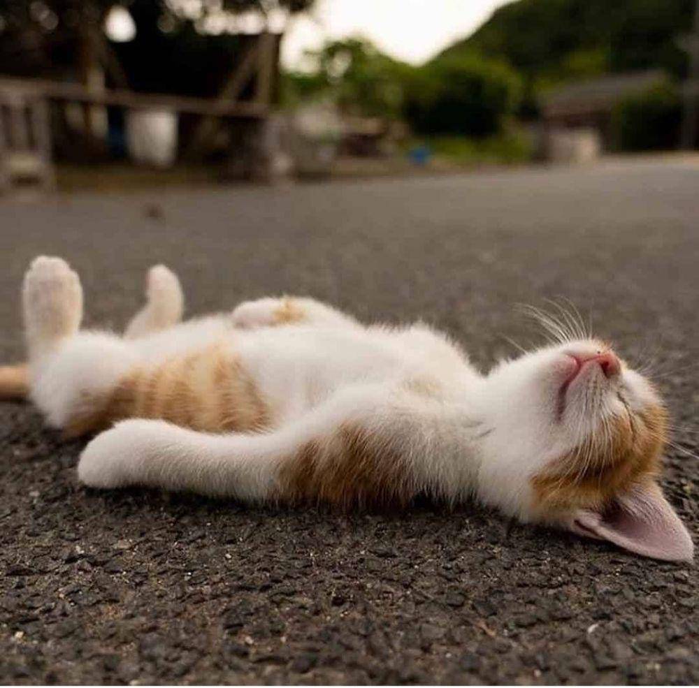 ekspresi kucing lucu lagi memohon (instagram.com/catloversklub)