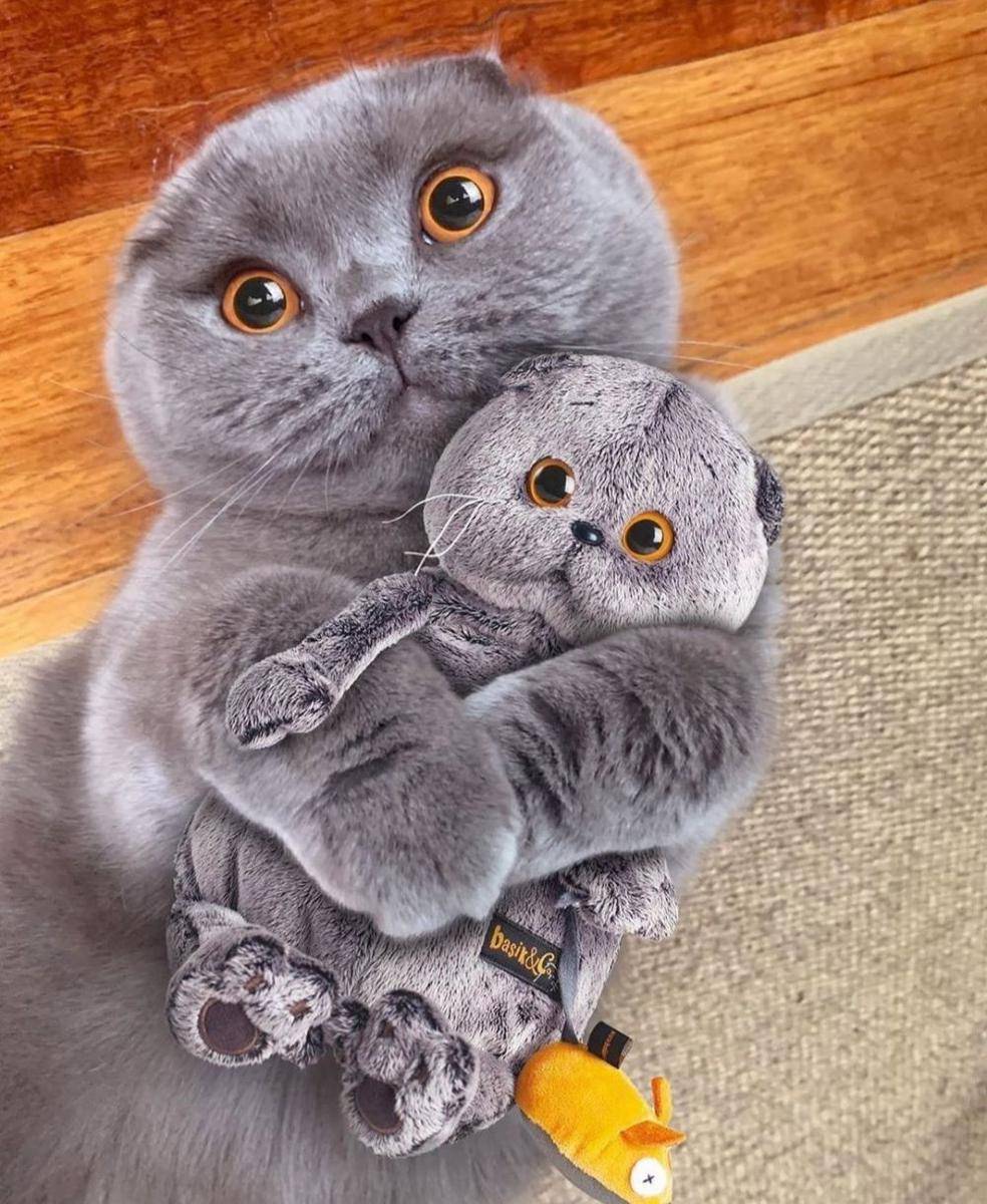 ekspresi kucing lucu lagi memohon (instagram.com/catloversklub)