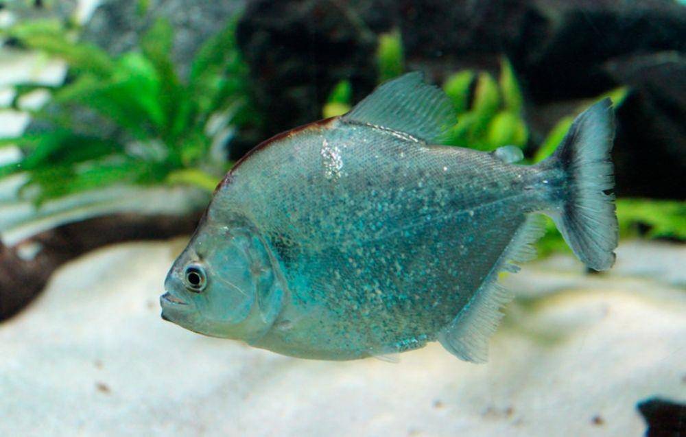 Serrasalmus geryi. (flickr.com/greyloch)