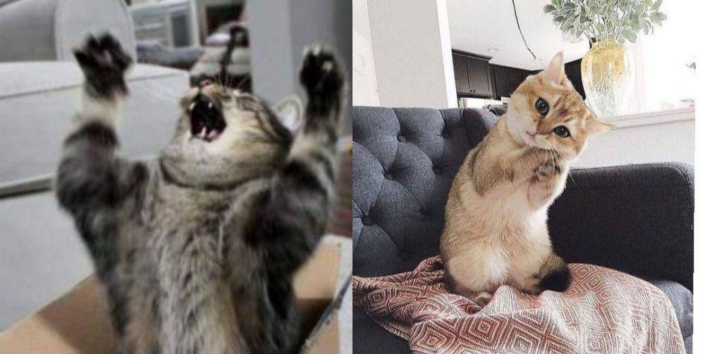 ekspresi kucing lucu lagi memohon (twitter.com/KreedGriff) ekspresi kucing lucu lagi memohon (instagram.com/catloversklub)