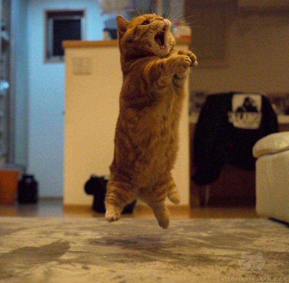 ekspresi kucing lucu lagi memohon (instagram.com/catloversklub)