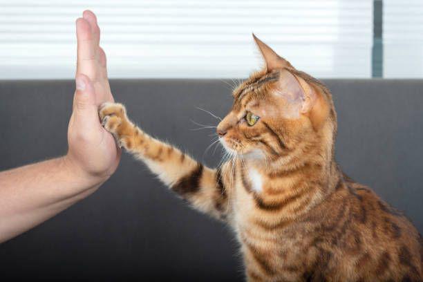 5 Cara Kucing Mengajari Kita tentang Bersyukur dan Bersabar