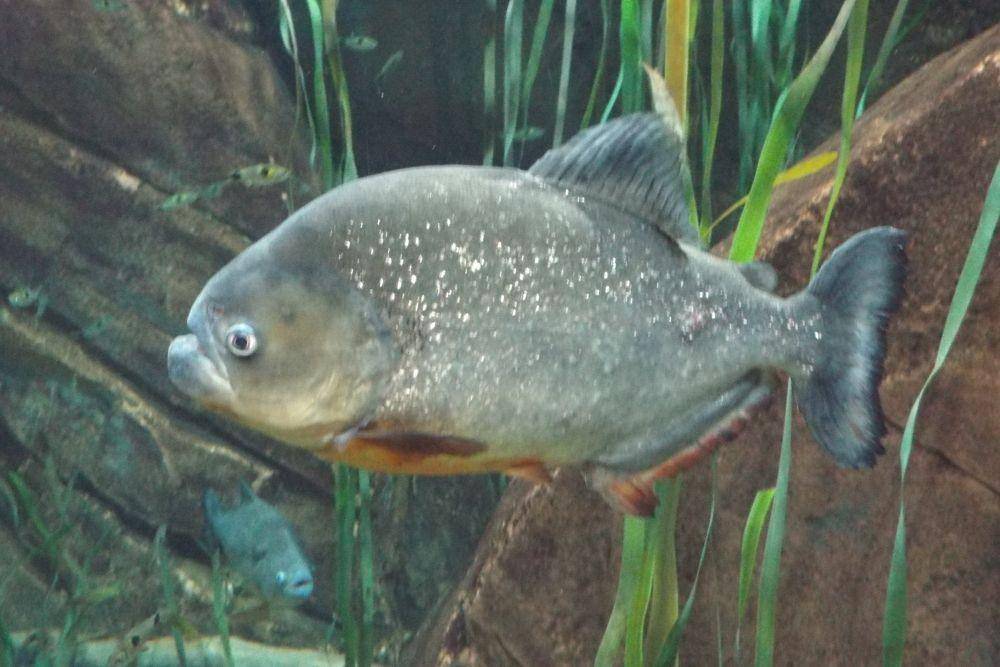 Pygocentrus cariba. (wikimedia.org/Sesamehoneytart)