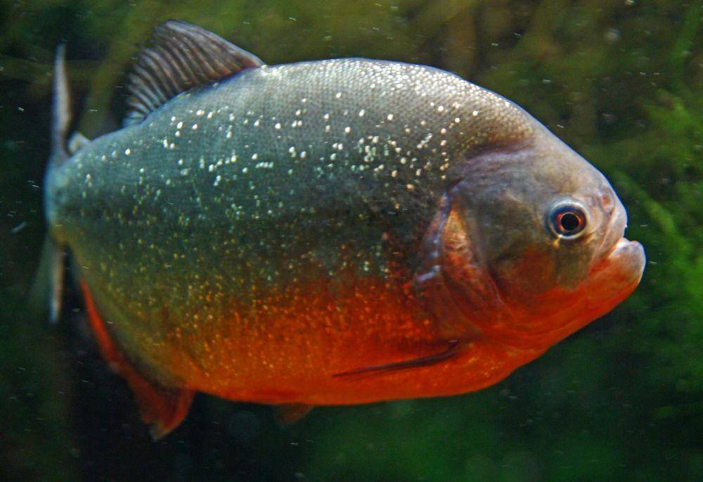Pygocentrus nattereri. (wikimedia.org/Allie_Caulfield)