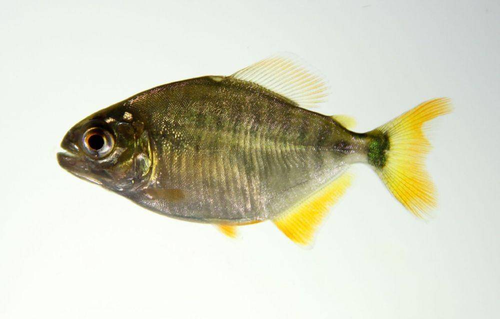 Pygopristis denticulata. (wikimedia.org/Clinton & Charles Robertson)