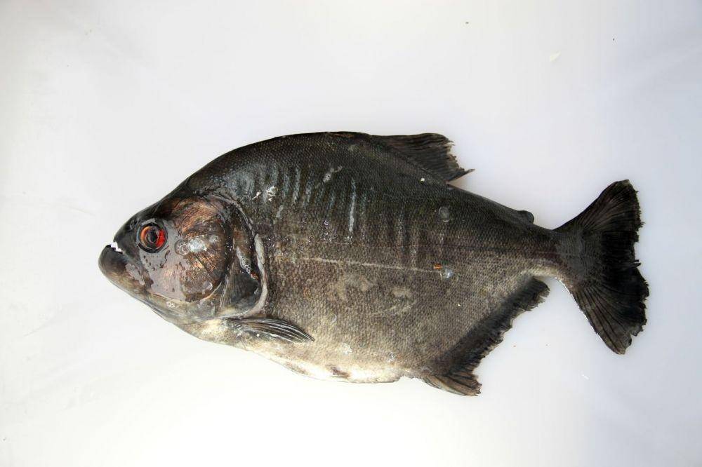 Serrasalmus rhombeus. (wikimedia.org/Clinton & Charles Robertson)