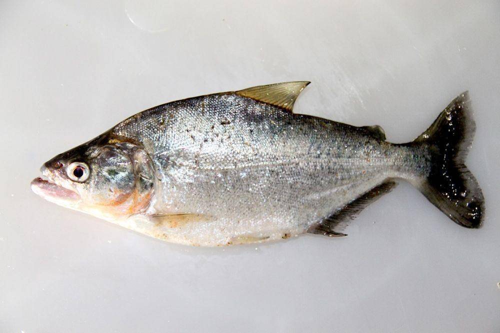 Serrasalmus elongatus. (wikimedia.org/Clinton & Charles Robertson)