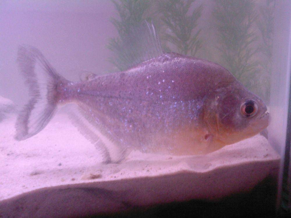 Serrasalmus sanchezi. (wikimedia.org/Deevo89)