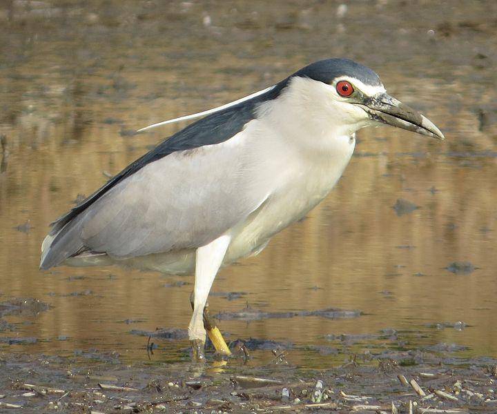 burung kowak-malam abu di ladang padi (commons.wikimedia.org/Alpsdake)