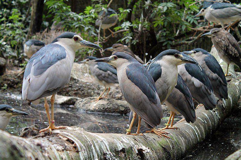 sekumpulan burung kowak-malam abu di Kebun Binatang Bandung (commons.wikimedia.org/Ilham.nurwansah)