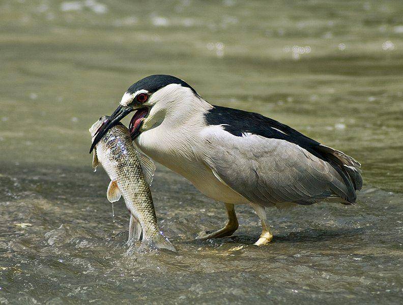 burung kowak-malam abu bersama makanannya (commons.wikimedia.org/Alain Carpentier)