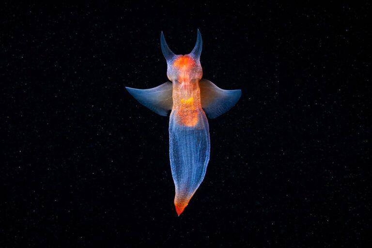 sea angel (freetheocean.com)