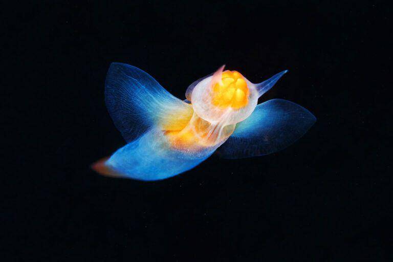 sea angel (freetheocean.com)