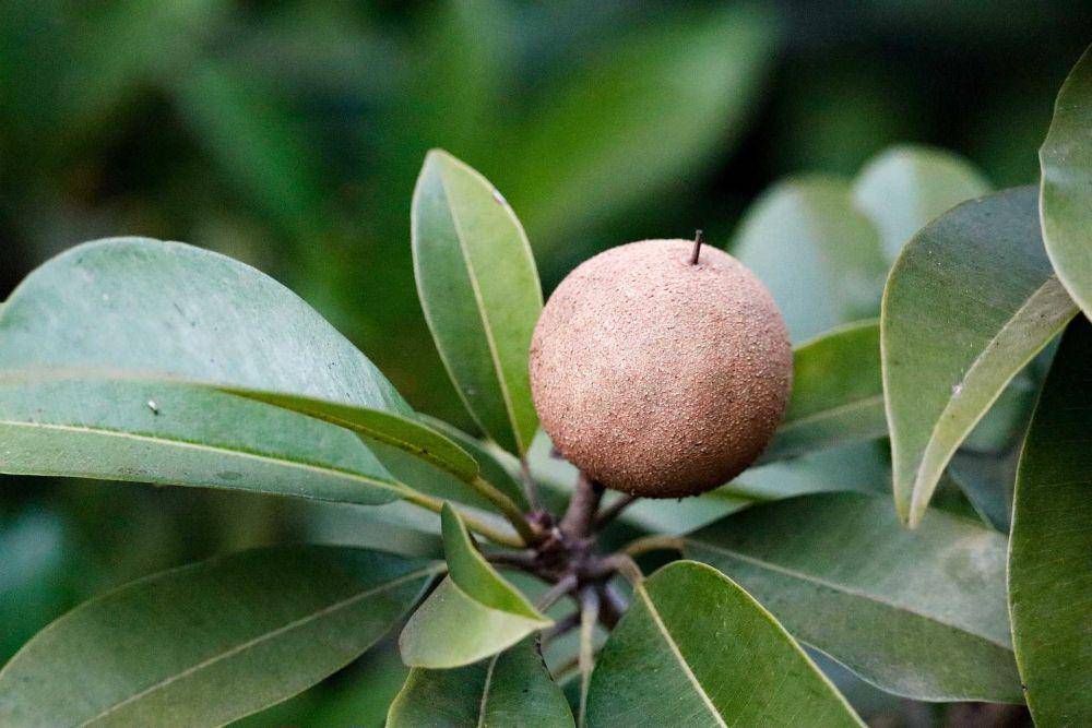 sawo (pixabay.com/jameertamboli)