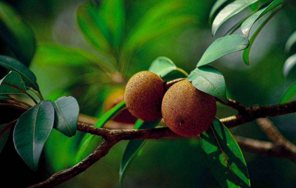 sawo (pixabay.com/David_Miram)