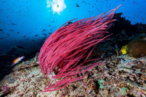 cambuk laut merah ((istockphoto.com/ifish)