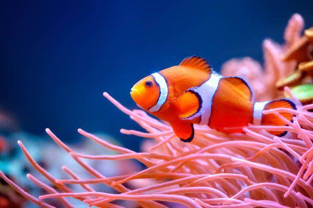 ikan badut menakjubkan (istockphoto.com/Antagain)