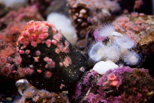 white plumed anemone (istockphoto.com/powerofforever)