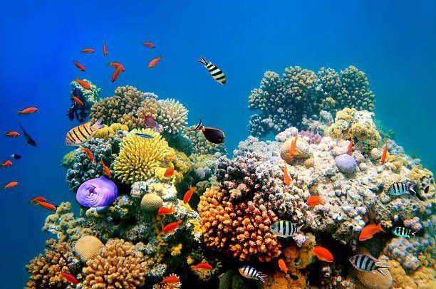 terumbu karang laut menakjubkan ((istockphoto.com/vlad61)