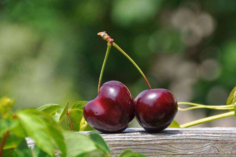 Buah ceri (pexels.com/pixabay)