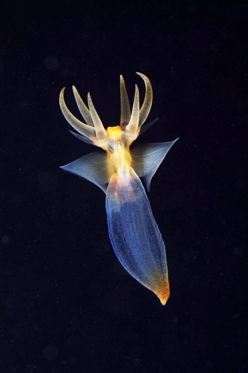 sea angel (montereybayaquarium.org)