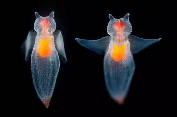 sea angel (montereybayaquarium.org)