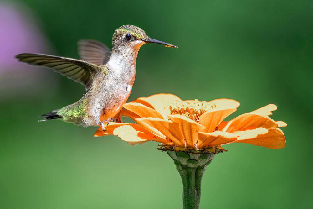 ilustrasi burung kolibri (pexels.com/skyler ewing)